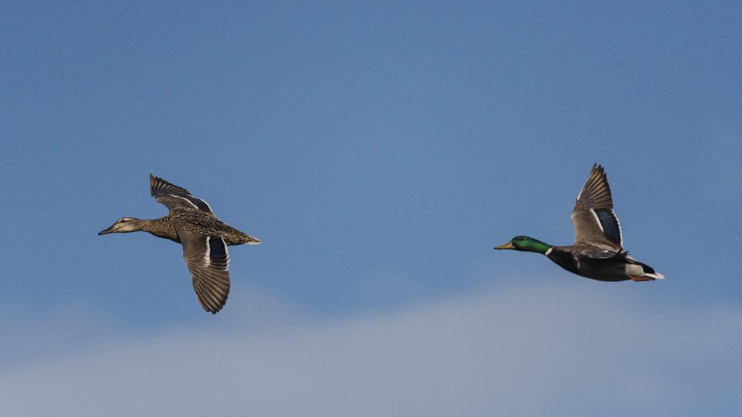 Fotó: Blaumann Ödön