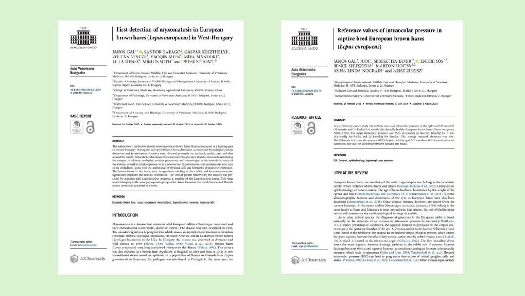 A mezei nyúl egészségügyhöz kötődő közlemények