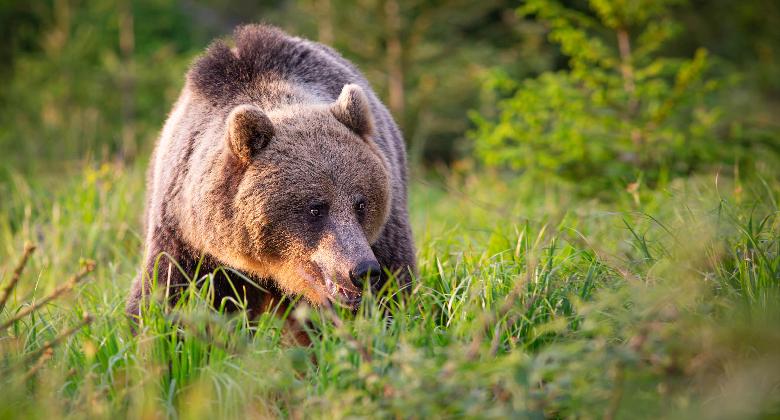 Szlovák kamarai sajtóközlemény a medvékről