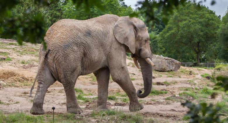 Afrikai elefánttal bővült a Nyíregyházi Állatpark állománya