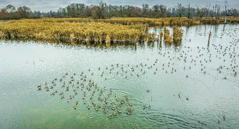 Őszi hajnal a Nagyberekben – a libák érkezése