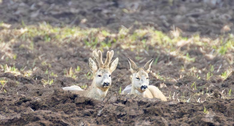 Vadászat a művészetben – „Barkában a rögök között”