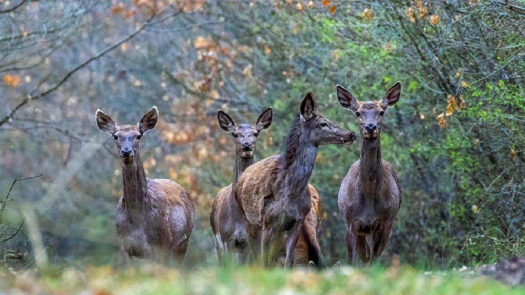 fotók: Orosz György