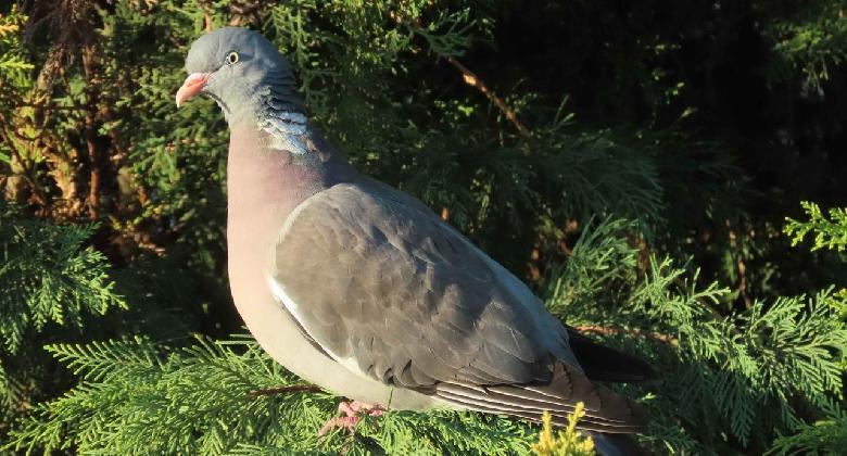 Az örvös galamb diadalútja