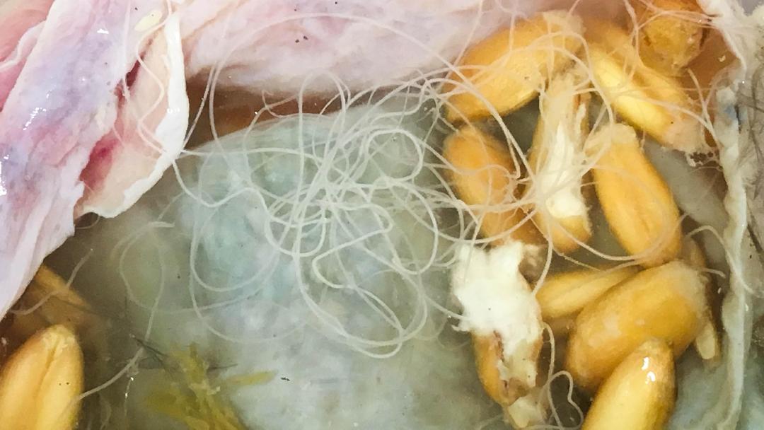 A begy üregében szabadon lebegő Capillaria sp. férgek