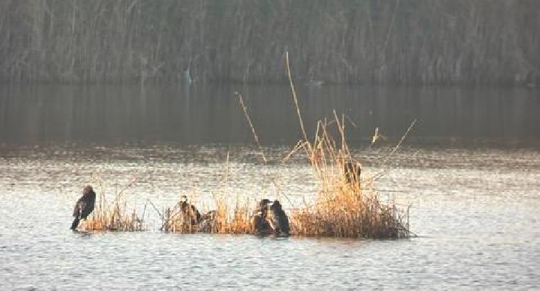 Fertő-tavi vadlúd szinkron számlálás a Soproni Egyetem hallgatóival