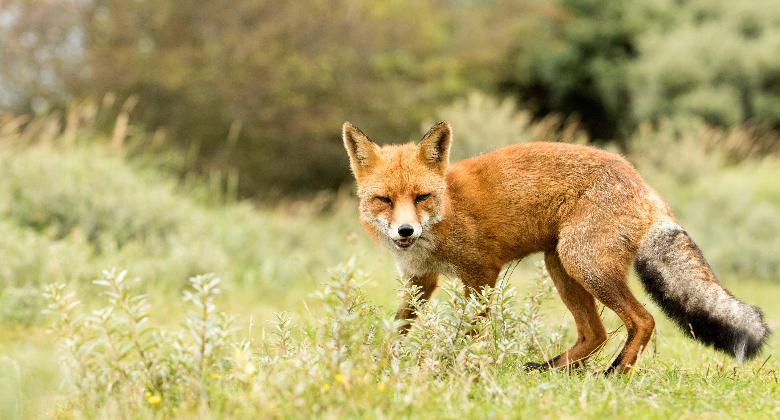 Aujeszky-féle betegség pusztította a rókákat Cserkúton