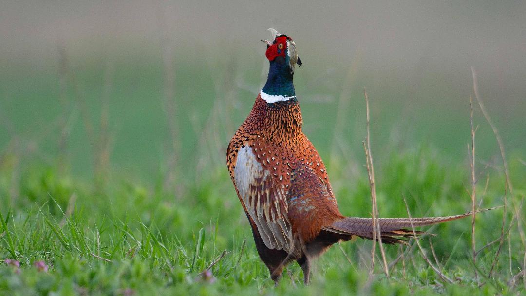 Fotó: Blaumann Ödön