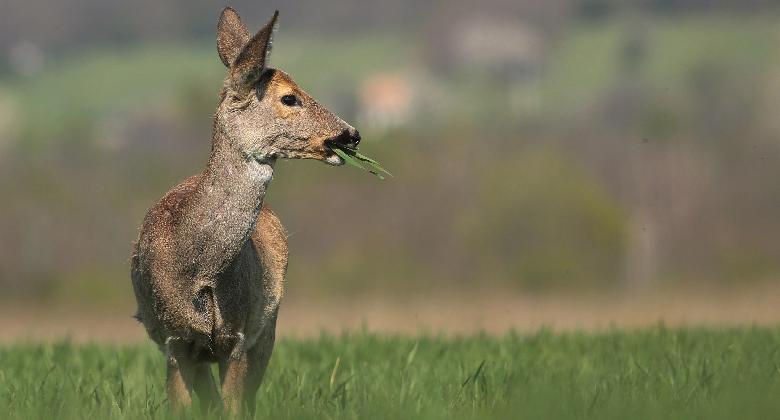 Ínséges év áll előttünk?