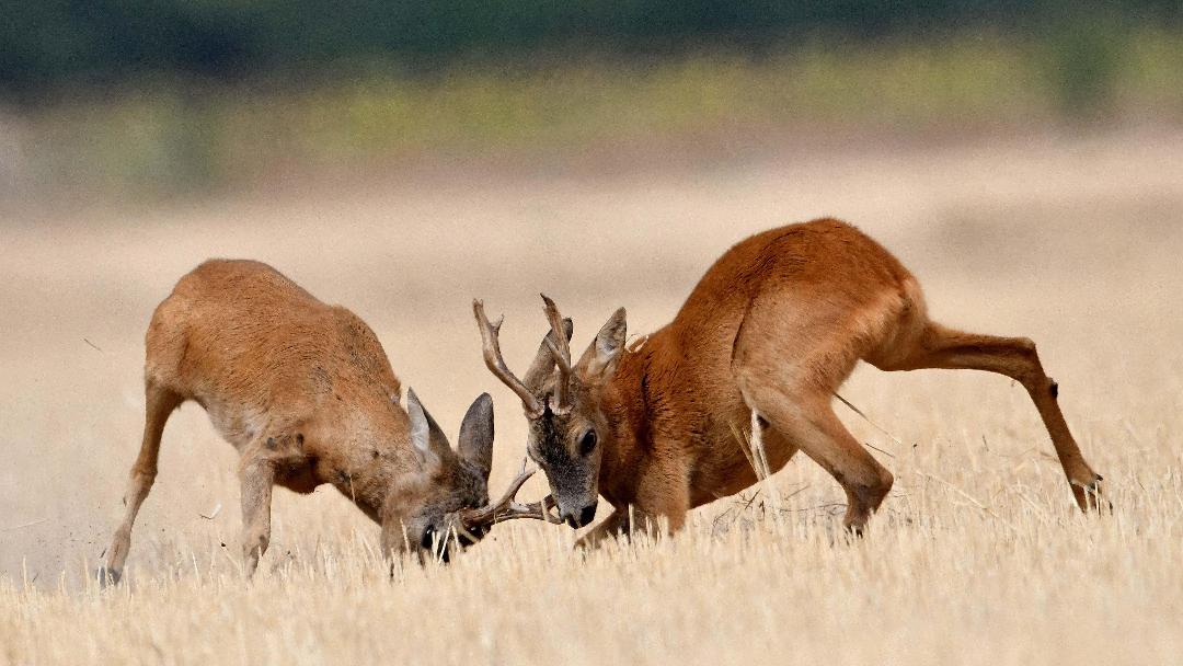 Vadászat a művészetben – „Őzbakok csatája”- fotósorozat