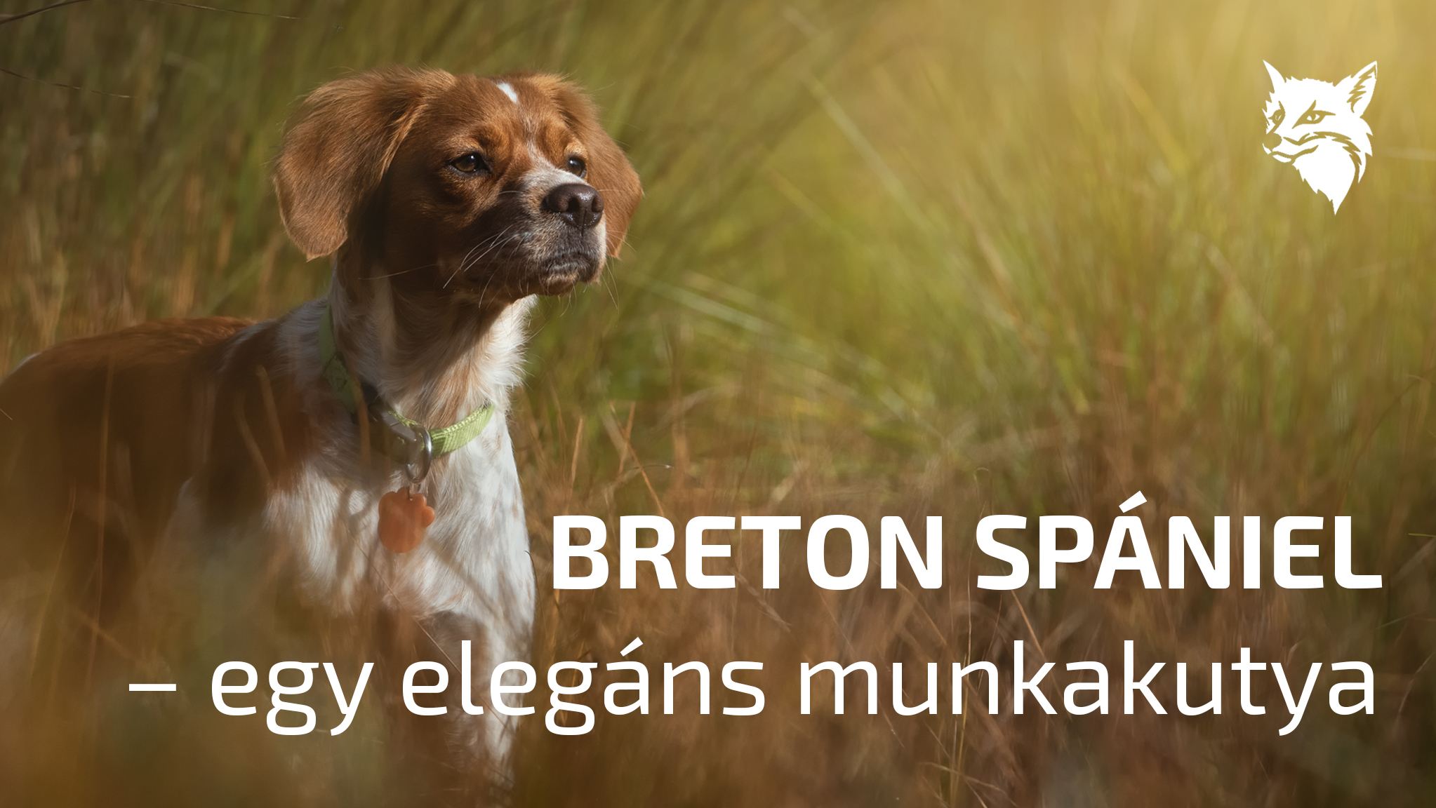 Breton spániel – egy elegáns munkakutya