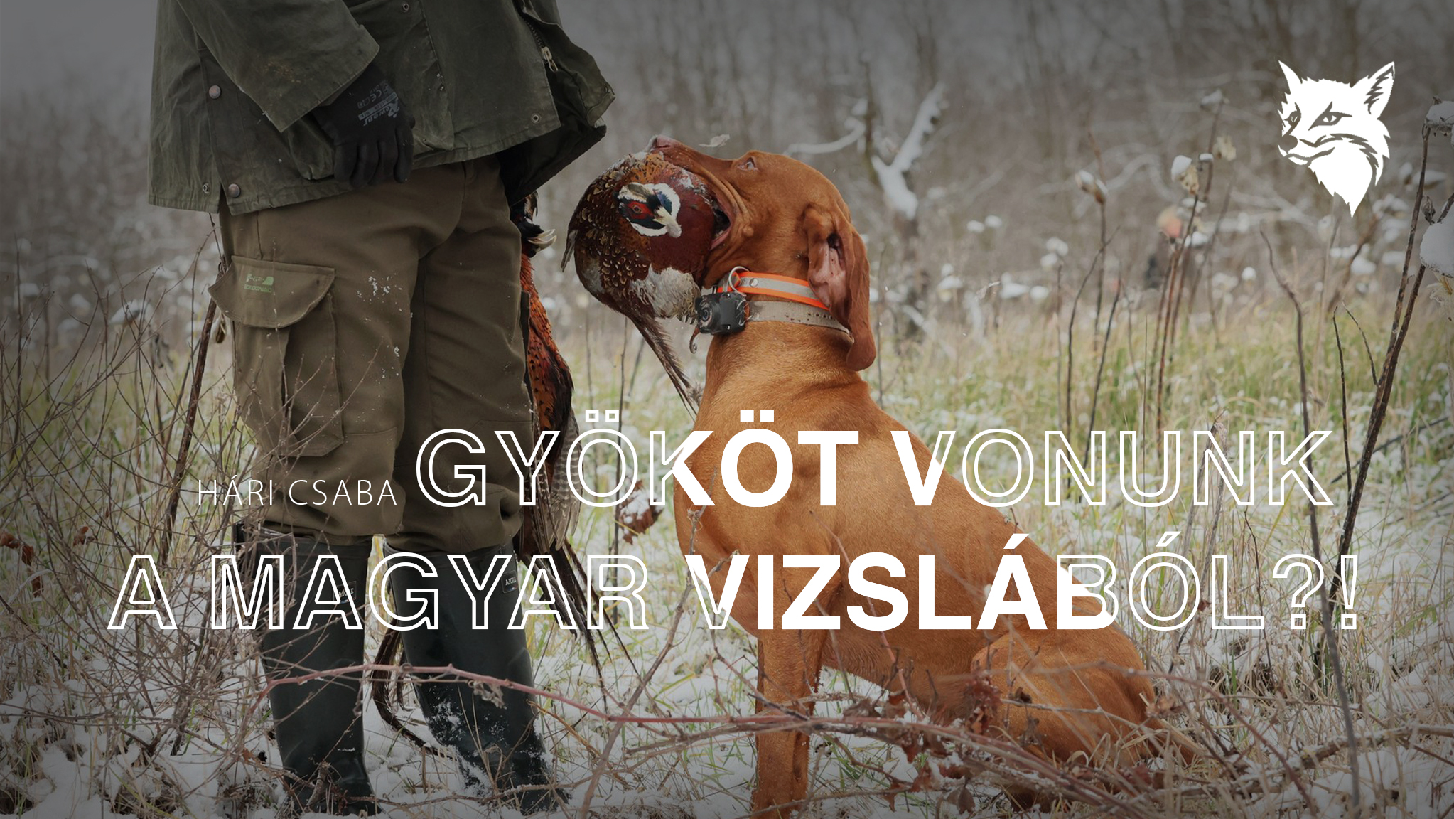 Gyököt vonunk a magyar vizslából?