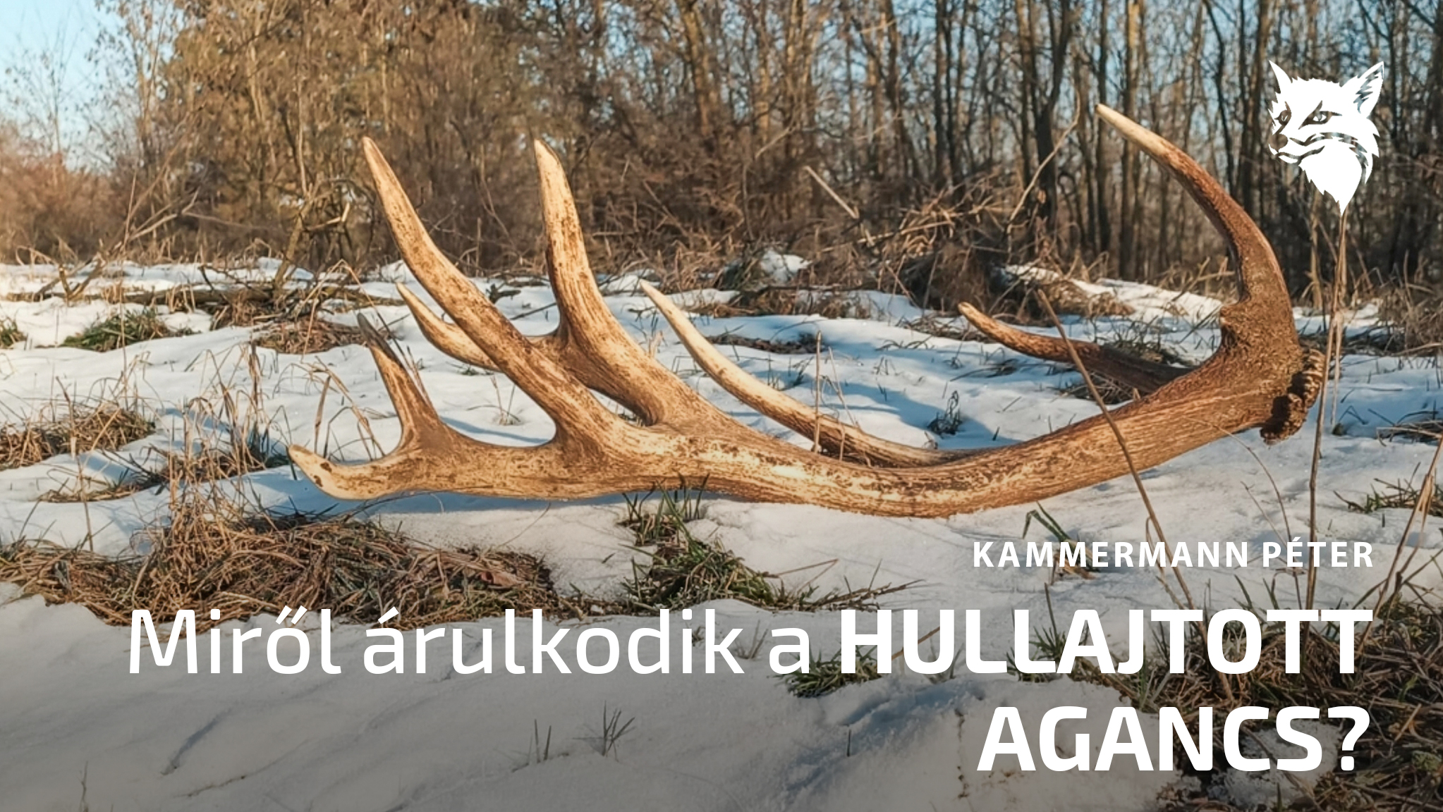 Miről árulkodik a hullajtott agancs?