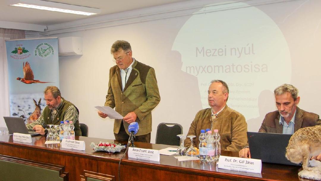 Veszélyben a mezei nyúl populáció a myxomatózis miatt