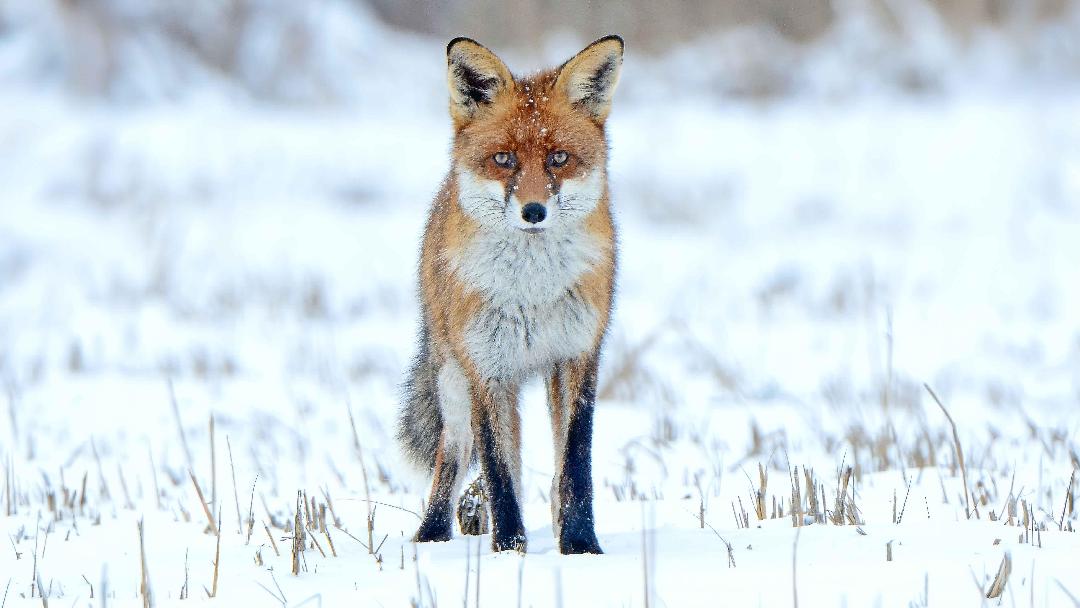 Lesről, kotorékból, hajtásban