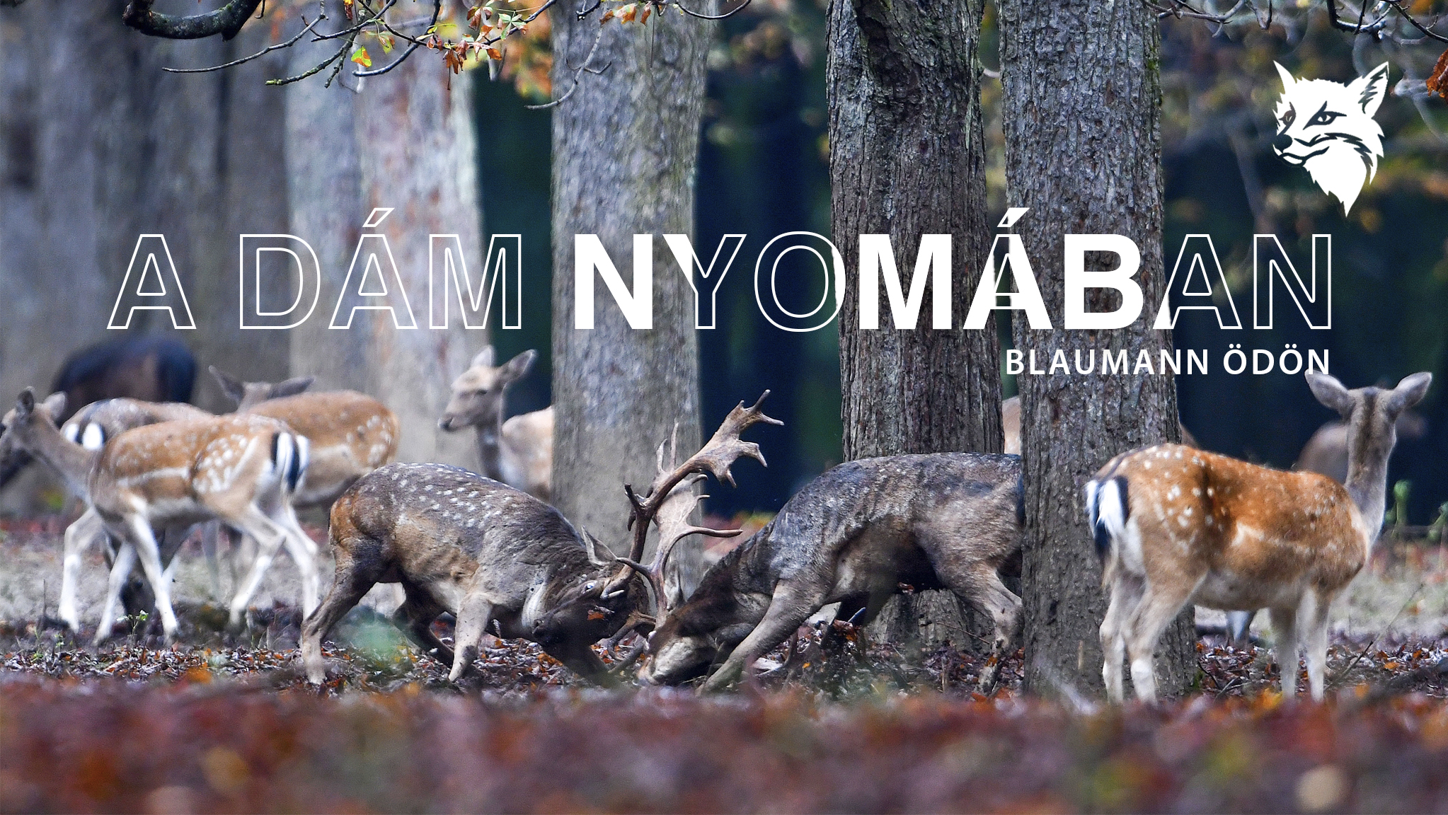 A dám nyomában – megjelent Blaumann Ödön új könyve