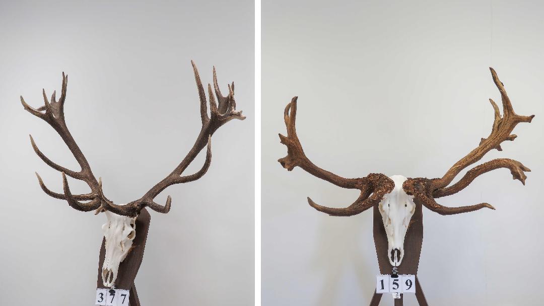 Virtuális tájegységi trófeaszemle a világhálón