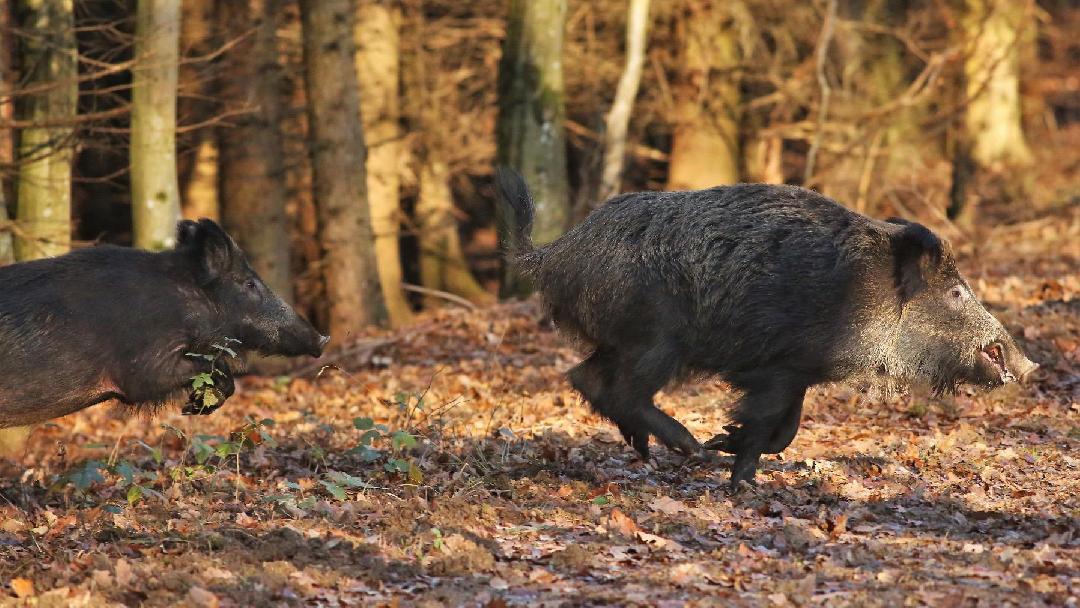 Magyar vadászokkal pótolták a külföldit, szarvas tarvaddal a vaddisznót