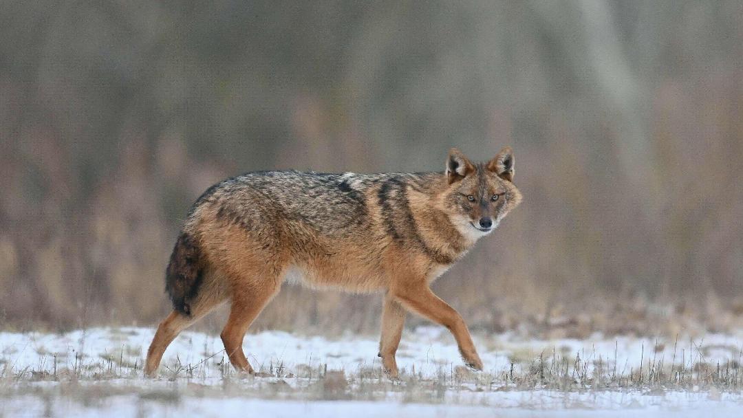 Az aranysakál-vadászat misztikuma