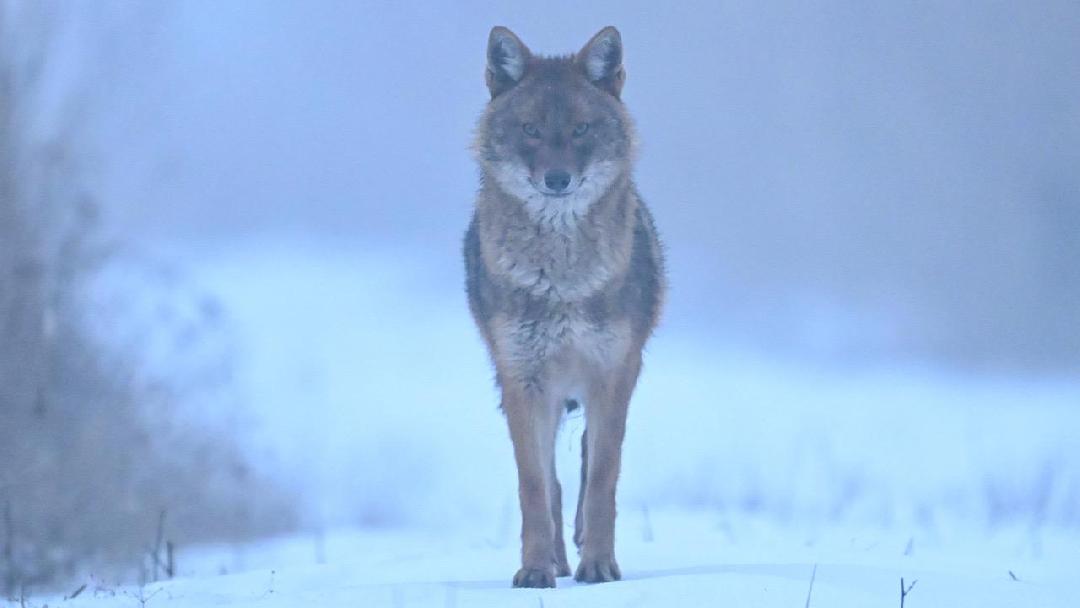 Vadászat a művészetben – „Ködös reggel”