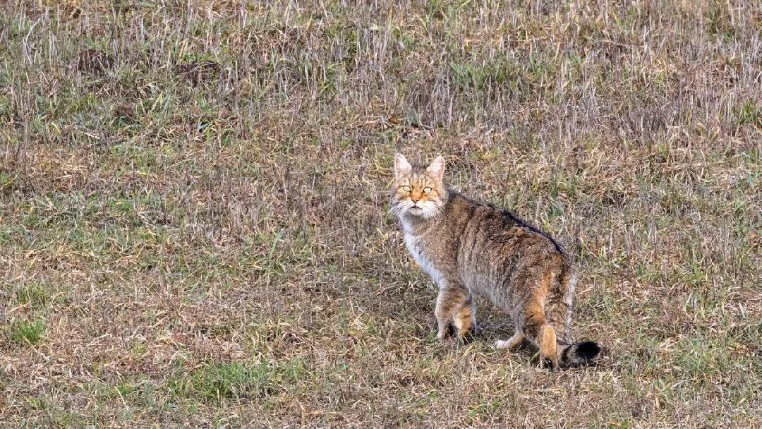 Vadászat a művészetben – „Vadmacska a lencsevégen”